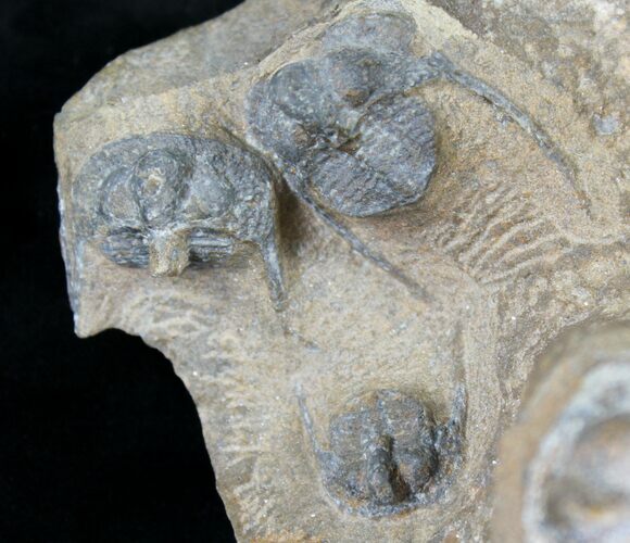 Onnia Trilobite Mass Mortality Plate - El Kaid Rami, Morocco #21537
